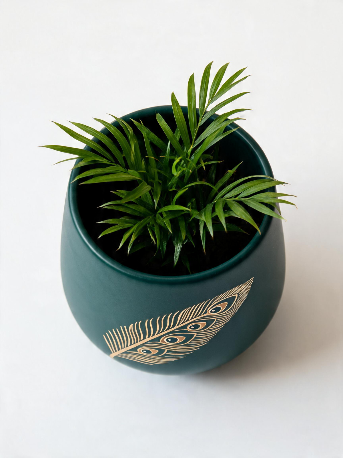 Golden Feather Planter